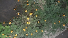 Tagetes lunulata