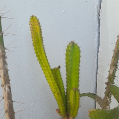 Acanthocereus tetragonus