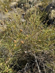 Sidneya tenuifolia