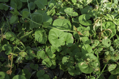Dichondra repens
