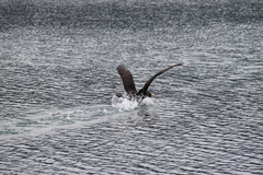 Macronectes giganteus