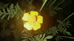 Tagetes lunulata