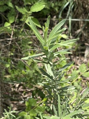 Helichrysum splendidum