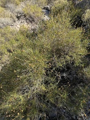 Sidneya tenuifolia