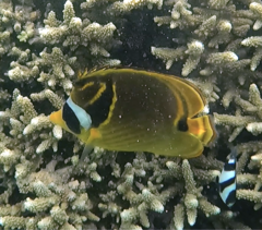 Chaetodon lunula