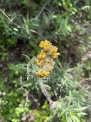 Helichrysum splendidum