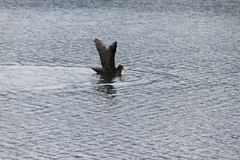 Macronectes giganteus