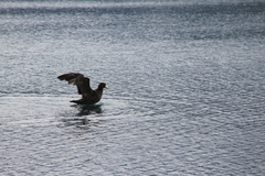 Macronectes giganteus