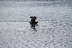 Macronectes giganteus