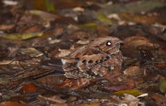Nyctidromus albicollis