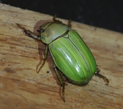 Pelidnota prasina