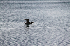 Macronectes giganteus