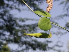 Pentatropis capensis