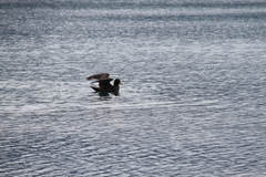 Macronectes giganteus