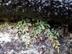 Asplenium montanum