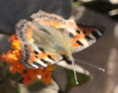 Aglais caschmirensis