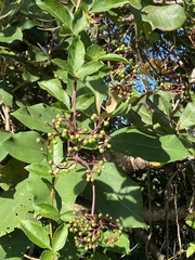Cissus erosa
