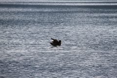 Macronectes giganteus