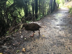 Gallirallus australis australis