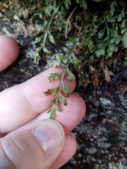 Asplenium montanum