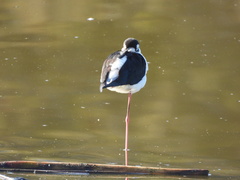 Himantopus mexicanus