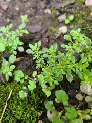 Pilea microphylla