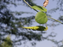Pentatropis capensis