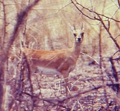 Raphicerus campestris