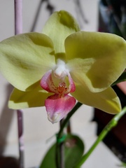 Phalaenopsis