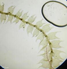 Lophocolea bidentata
