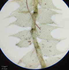 Lophocolea bidentata