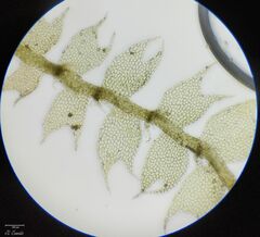 Lophocolea bidentata