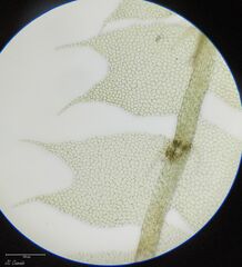 Lophocolea bidentata