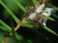 Oxyopes variabilis