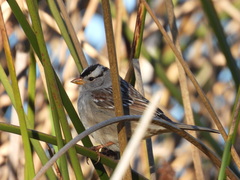 Zonotrichia leucophrys