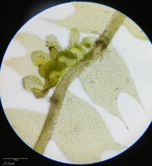 Lophocolea bidentata