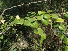 Pentatropis capensis
