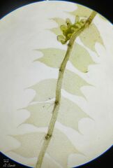 Lophocolea bidentata