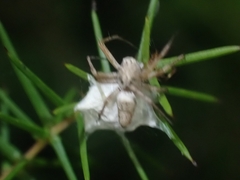 Oxyopes variabilis