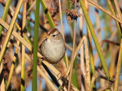 Zonotrichia leucophrys