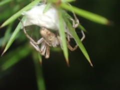 Oxyopes variabilis