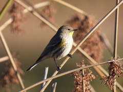 Setophaga coronata