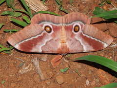Gonimbrasia belina