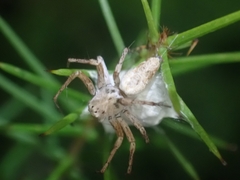 Oxyopes variabilis