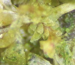 Douinia ovata