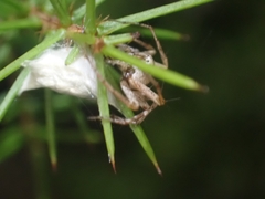 Oxyopes variabilis