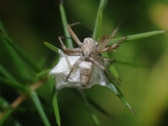 Oxyopes variabilis