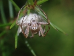 Oxyopes variabilis
