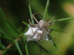 Oxyopes variabilis