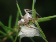 Oxyopes variabilis